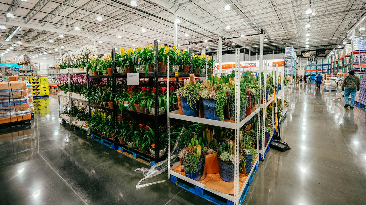 Costco Wholesale Plants